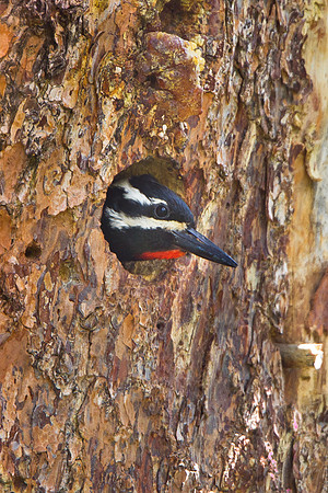 Williamson's Sapsucker, at nest hole
