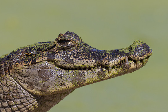 Caiman
