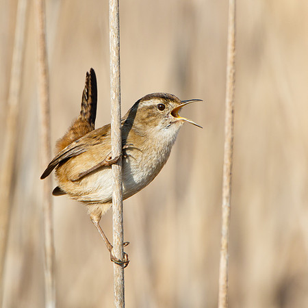 Marsh Wren, singing