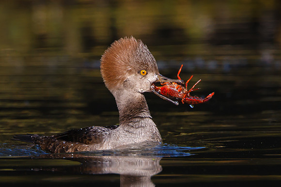 Hooded Merganser, female with crayfish
