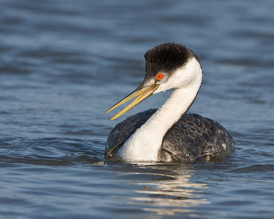 Western Grebe