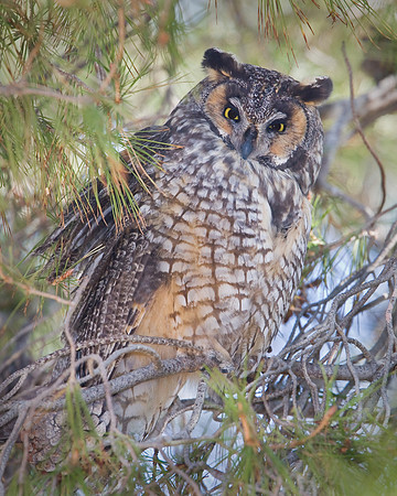 Long-eared, owl