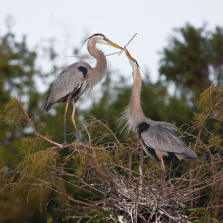 Great Blue Herons, building nest