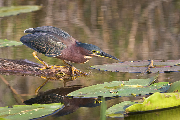 Green Heron