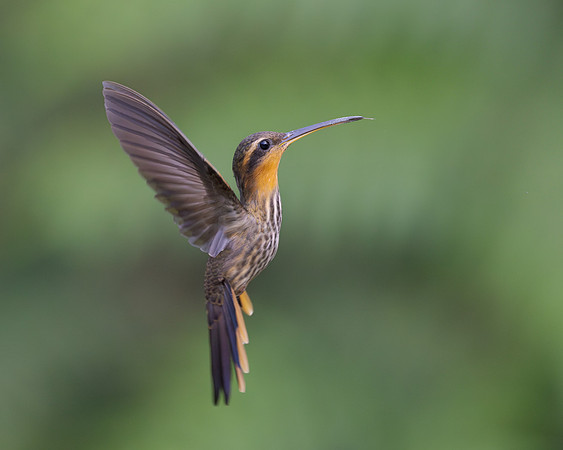Saw-billed Hermit