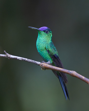 Violet-capped Woodnymph