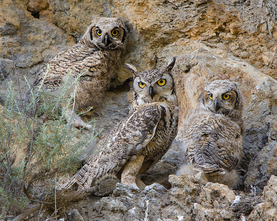 Great-horned Owl, parent with 2 chicks