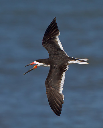 Black Skimmer