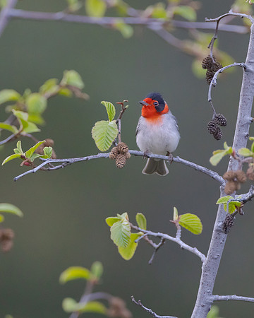 Red-faced Warbler