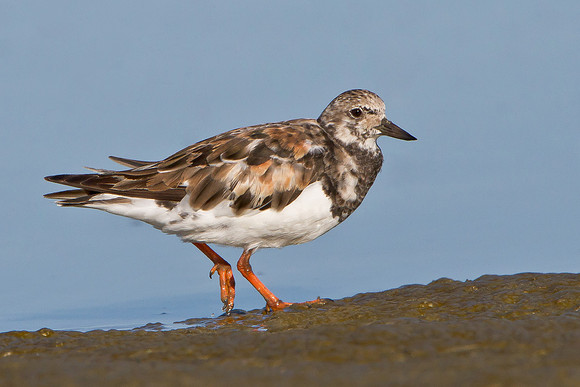 Ruddy Turnstone