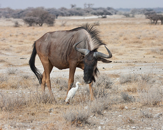 Blue Wildebeest with Cattle Egret