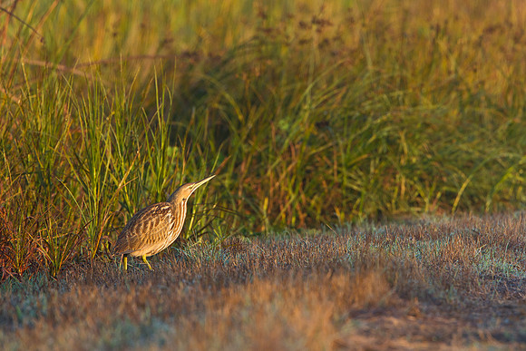 American Bittern
