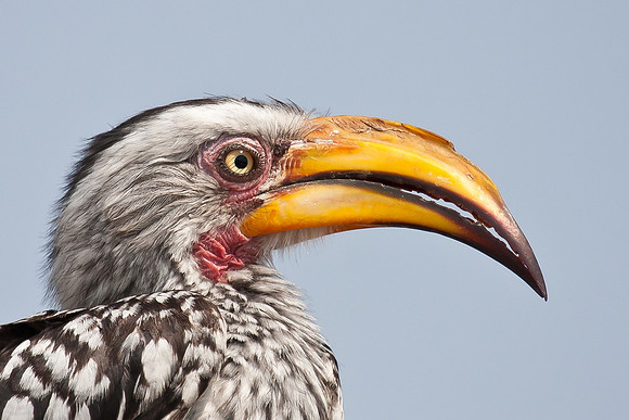Southern Yellow-billed Hornbill