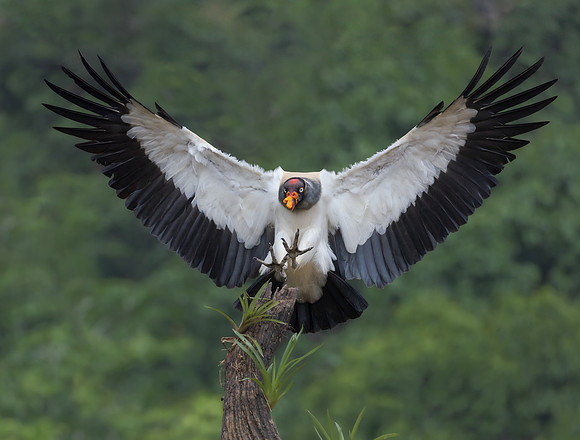 a King Vulture (with a 6.5 ft wingspan) coming in for a landing