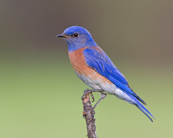 Western Bluebird