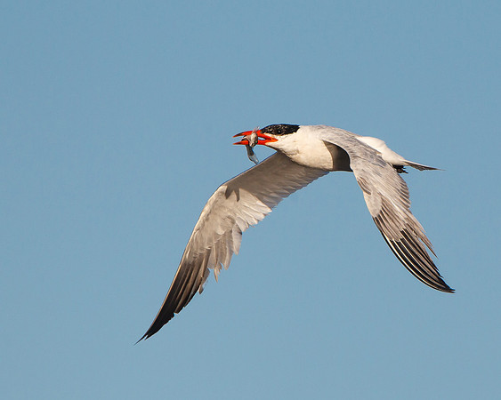 Caspian Tern with fish