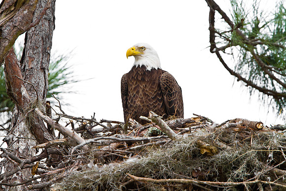 Bald Eagle, at nest