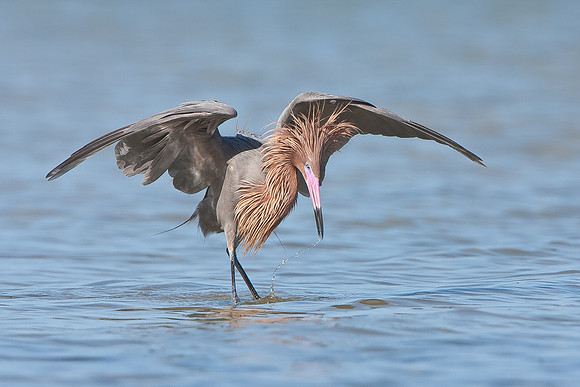 Reddish Egret
