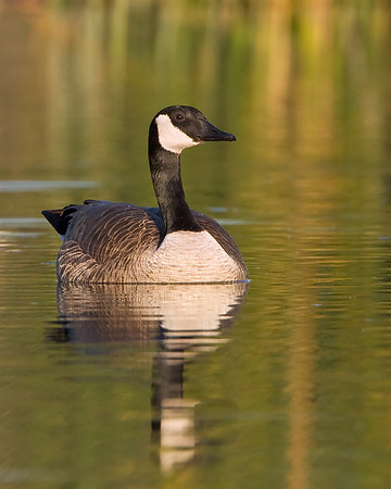 Canada Goose