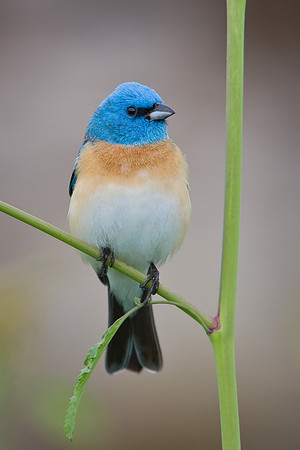 Lazuli Bunting