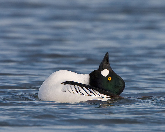 Common Goldeneye, courtship display
