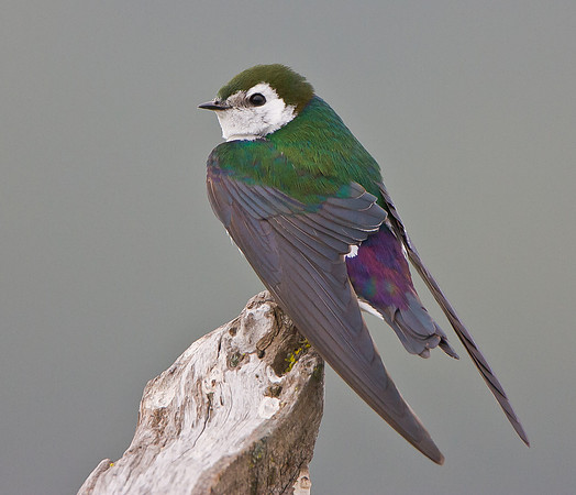 Violet-green Swallow