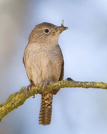 House Wren with two wasps