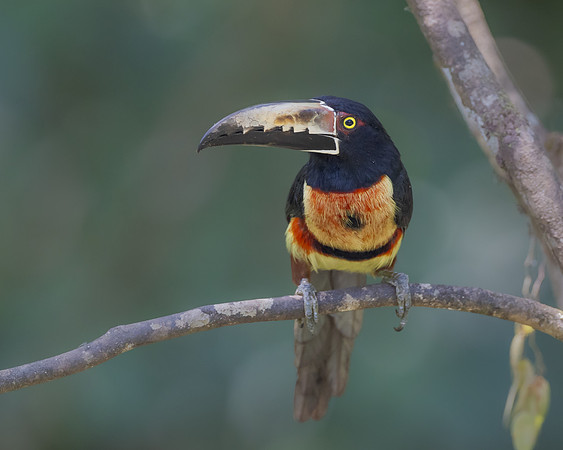 Collared Aracari
