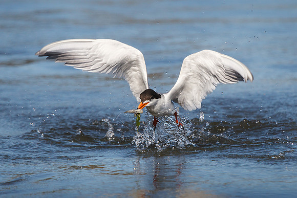 Forster's Tern, emerging from water with fish