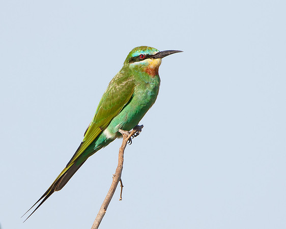 Blue-cheeked Bee-eater