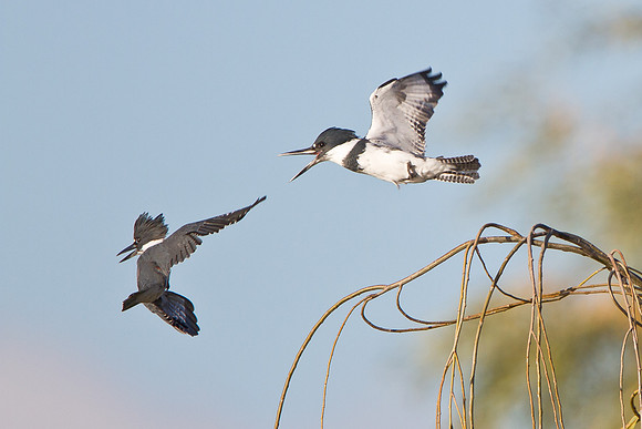 Belted Kingfisher