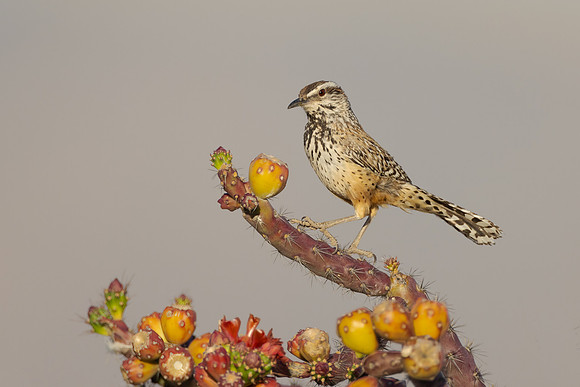 Cactus Wren