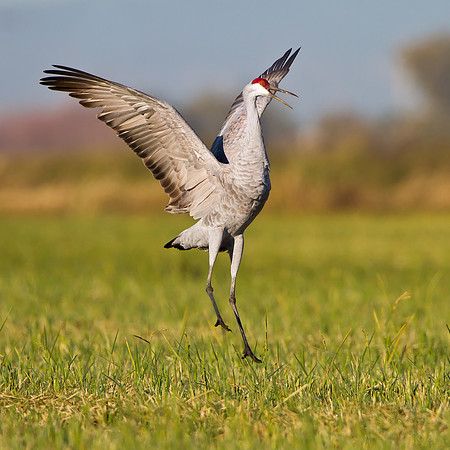 Sandhill Crane jumping