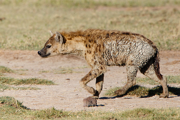 Spotted Hyena