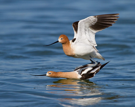American Avocets, mating
