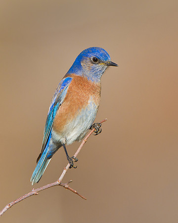 Western Bluebird