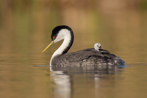 Western Grebes