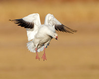 Snow Goose