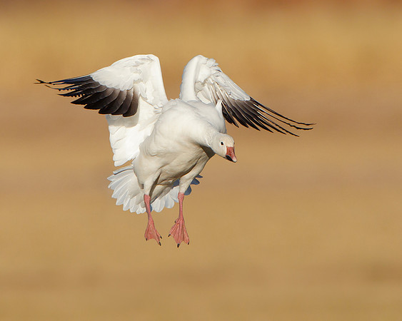 Snow Goose