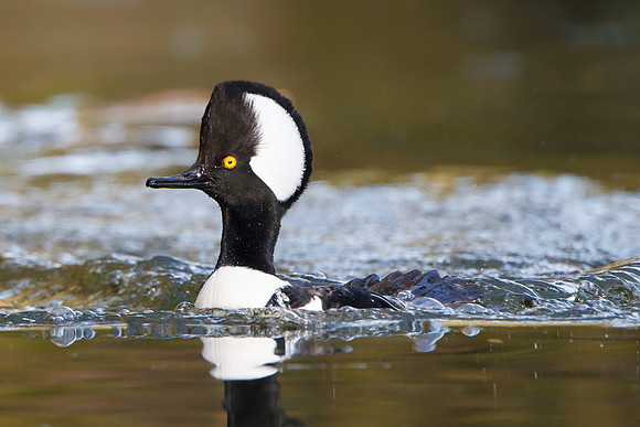 Hooded Merganser, male