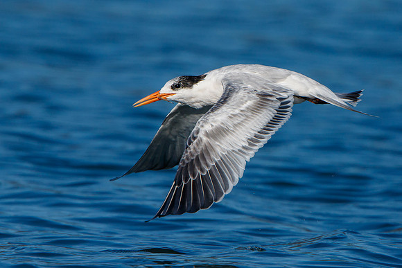 Elegant Tern