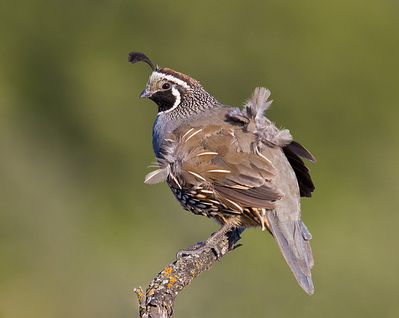 California Quail
