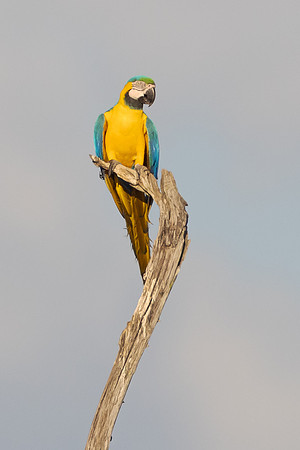 Blue-and-yellow Macaw