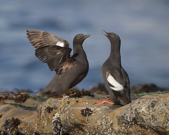 Pigeon Guillemots