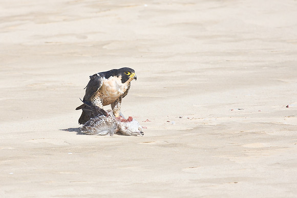 Peregrine Falcon, feasting on a gull