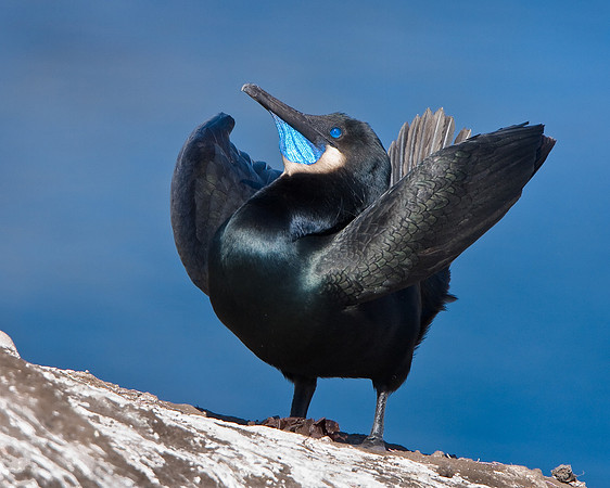 Brandt's Cormorant, courtship display