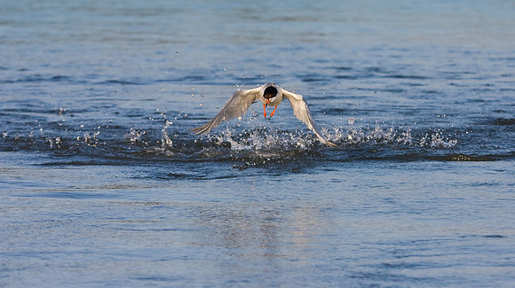 Forster's Tern, following unsuccessful dive for fish