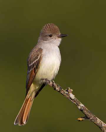 Ash-throated Flycatcher