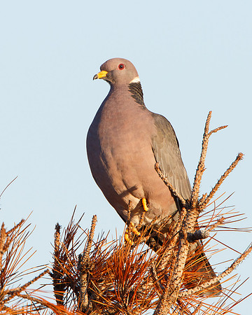 Band-tailed Pigeon