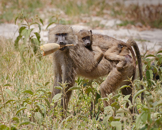 Baboons: mother with young and fruit of the Sausage tree